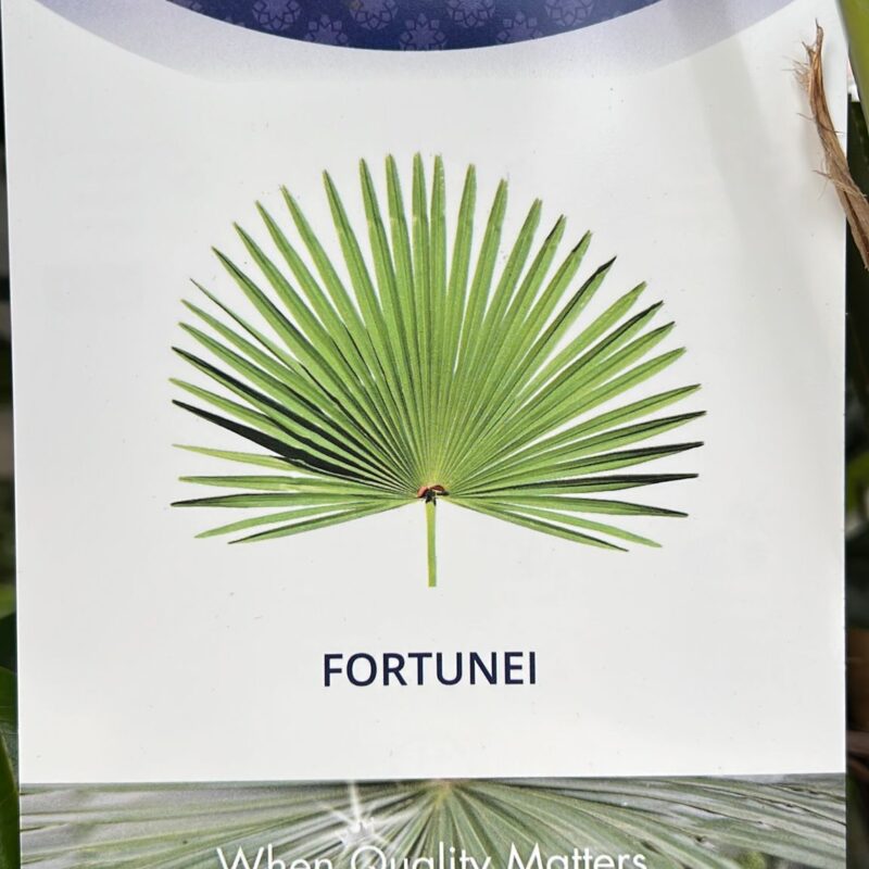 Trachycarpus-Fortunei 11Ft