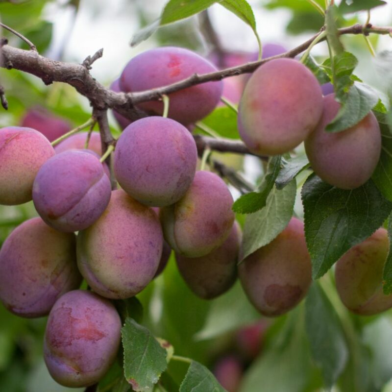 Plum, Victoria, Patio Fruit Tree