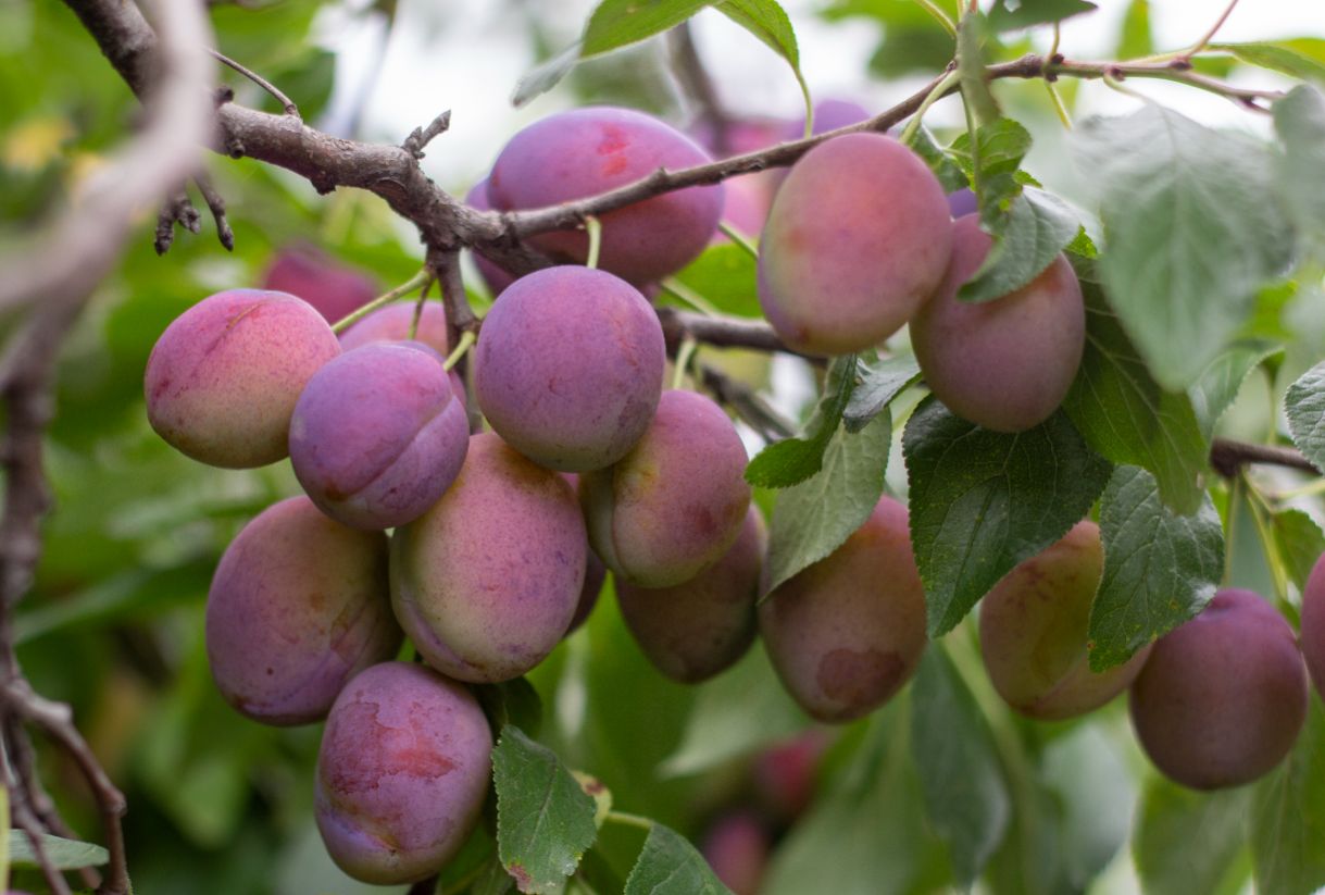 Plum, Victoria, Patio Fruit Tree - Holland House Garden Centre Preston