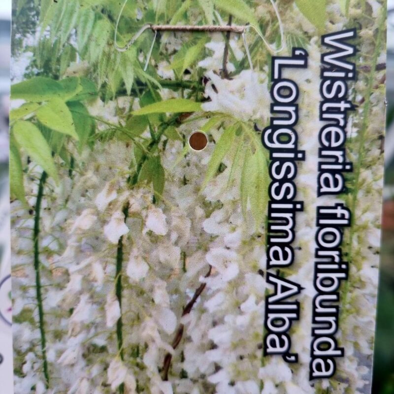 Wisteria-Floribunda-5-Ft-Longissima-Alba