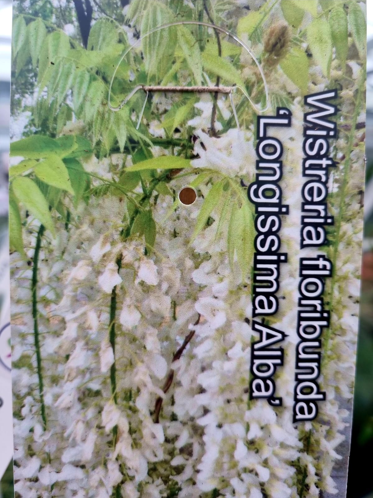 Wisteria-Floribunda-5-Ft-Longissima-Alba - Holland House Garden Centre  Preston