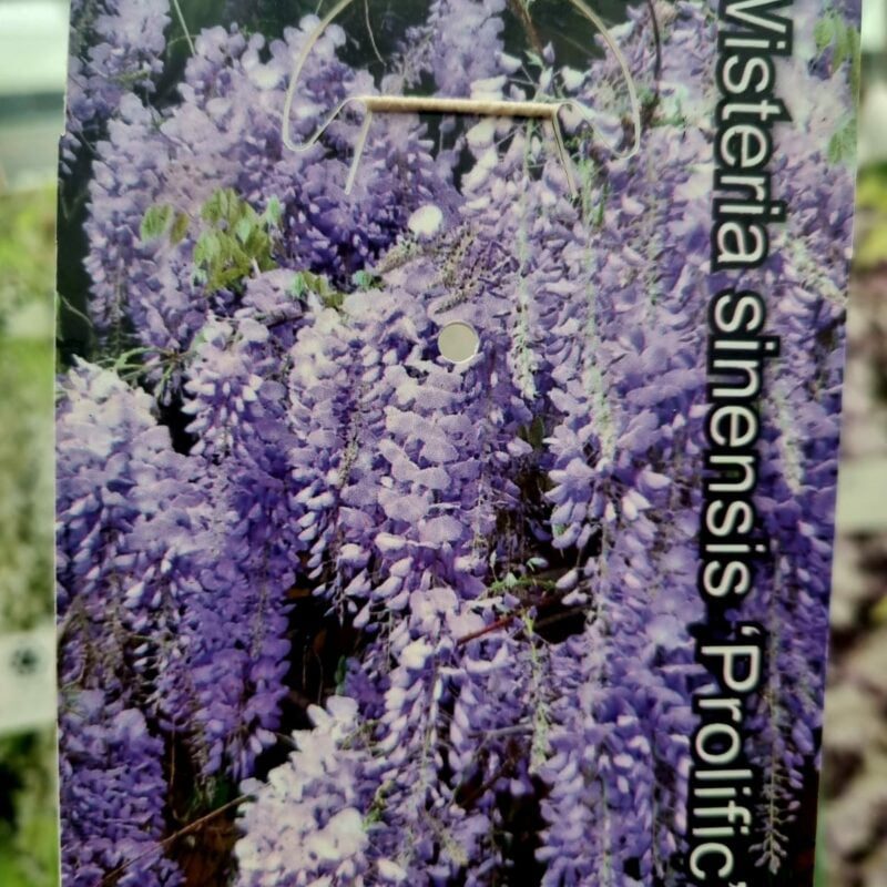 Wisteria-Floribunda Prolific 1.5m
