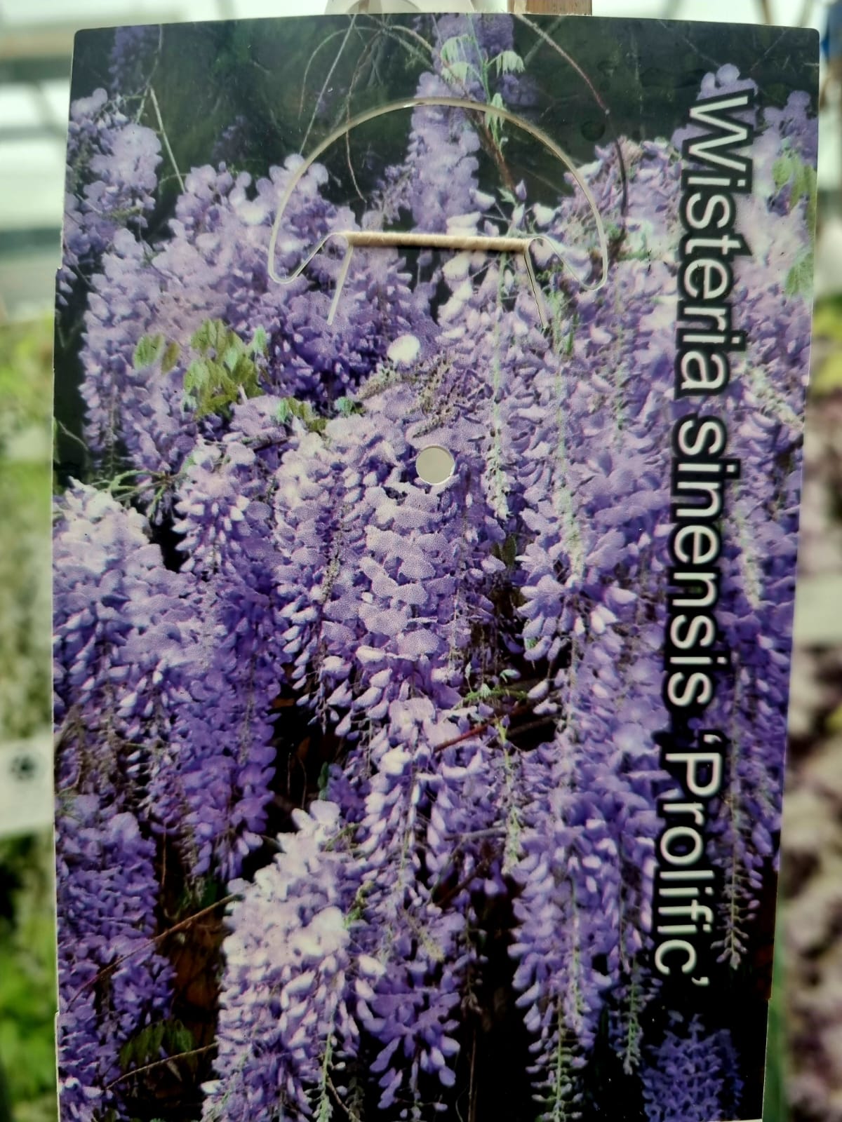 Wisteria-Floribunda Prolific 1.5m - Holland House Garden Centre Preston