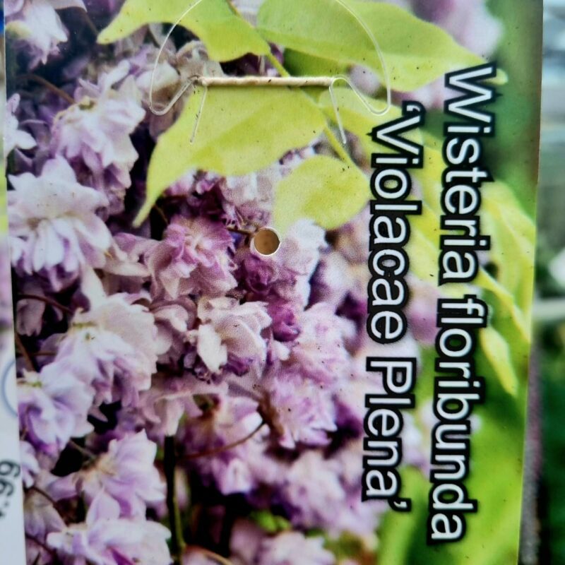Wisteria-Floribunda Violacea-Plena 1.5m