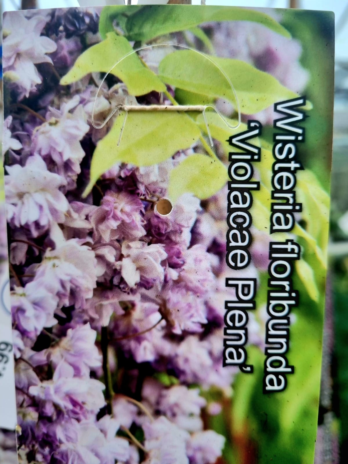 Wisteria-Floribunda Violacea-Plena 1.5m - Holland House Garden Centre  Preston