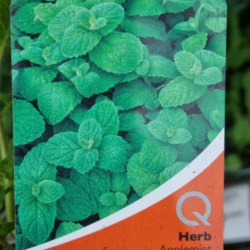 Apple Mint, 9cm