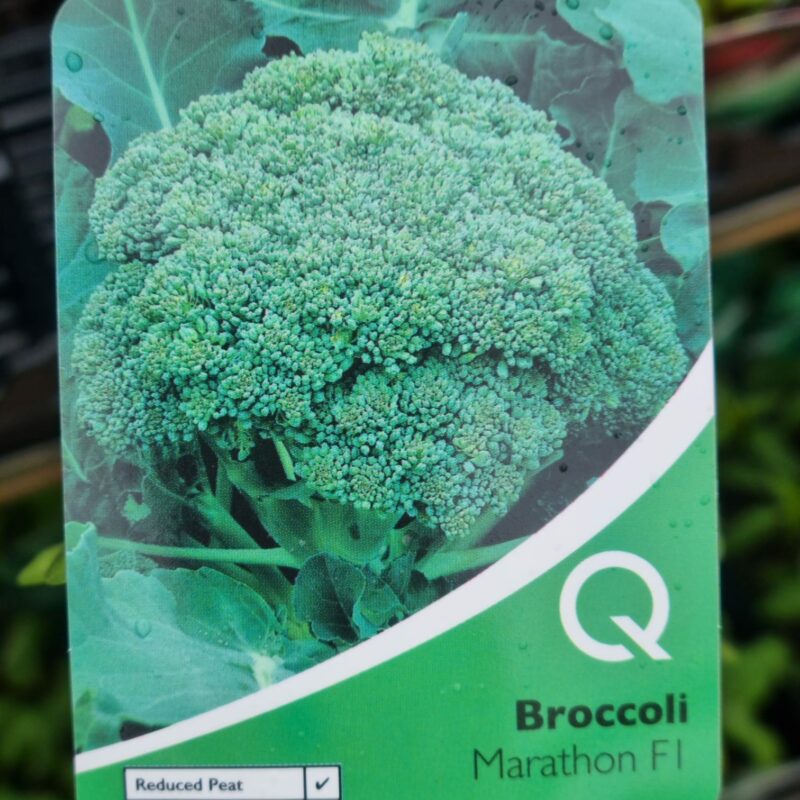 Broccoli, Marathon, Strip Multi Pack
