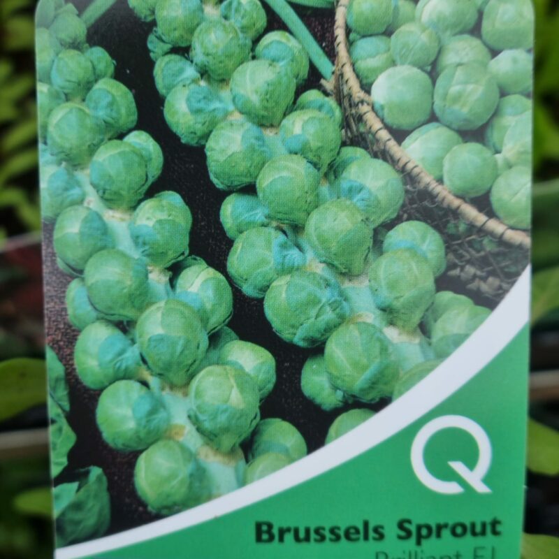 Brussel Sprout, Brilliant, Strip Multi Pack