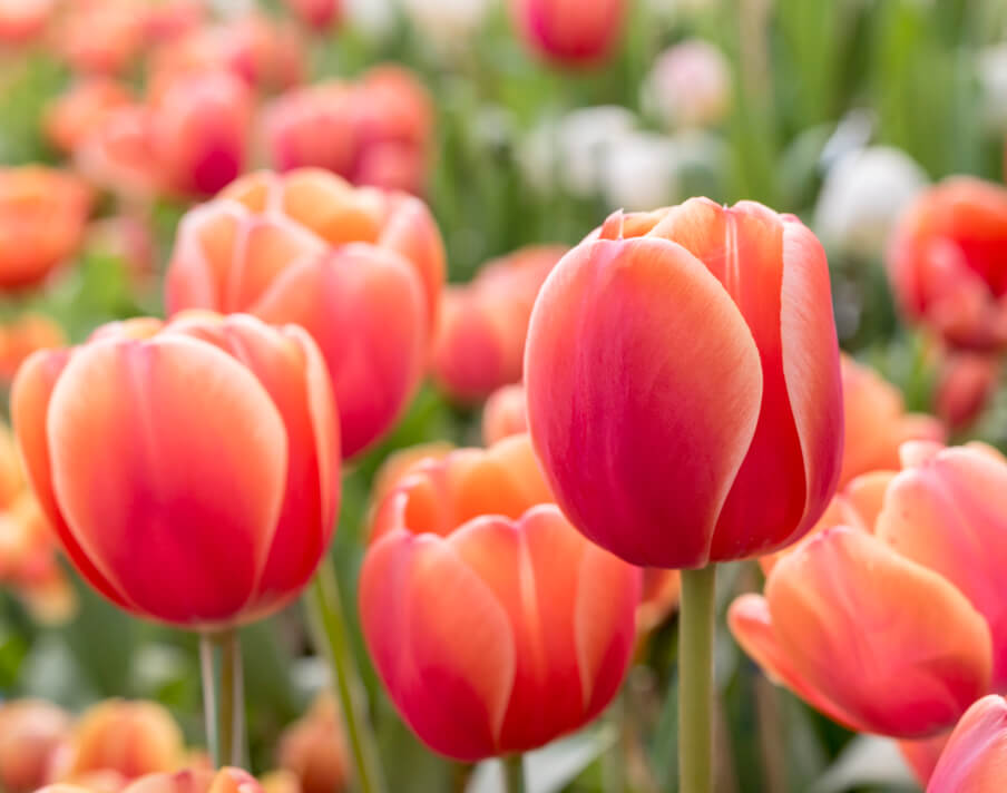 Garden Centre Preston Spring Bulbs