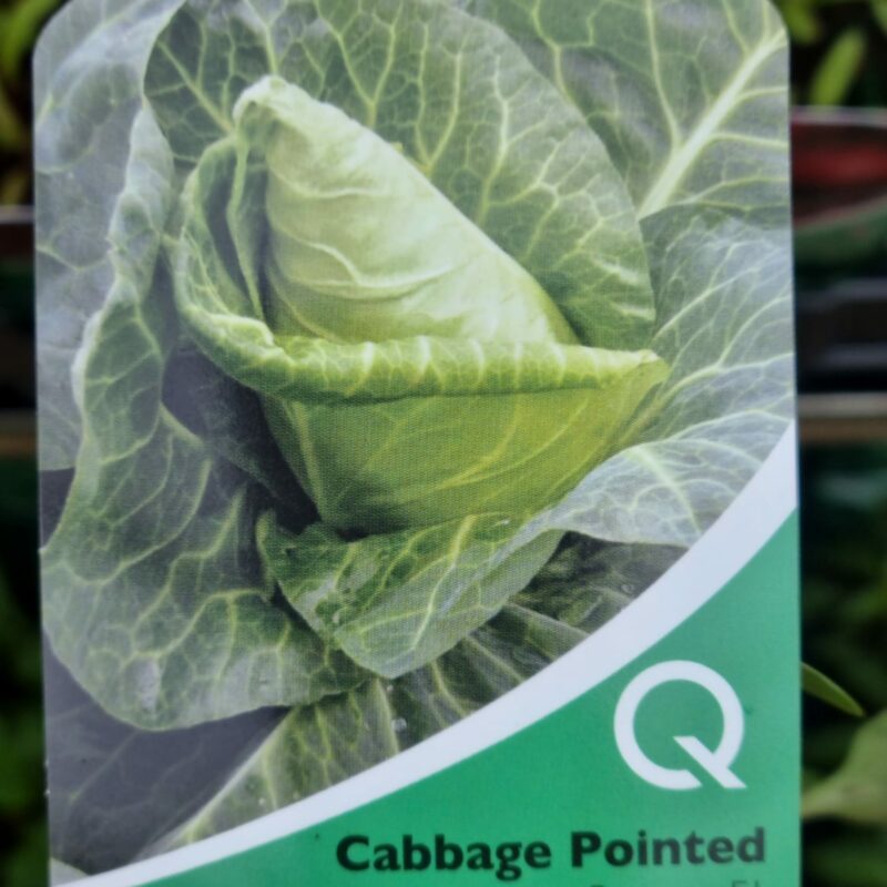 Cabbage Pointed, Sweetheart, Strip Multi Pack