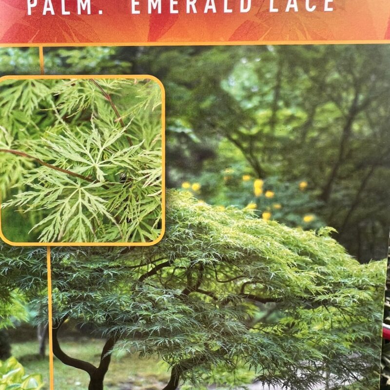 Acer-Palmatum-Emerald-Lace-5Ft