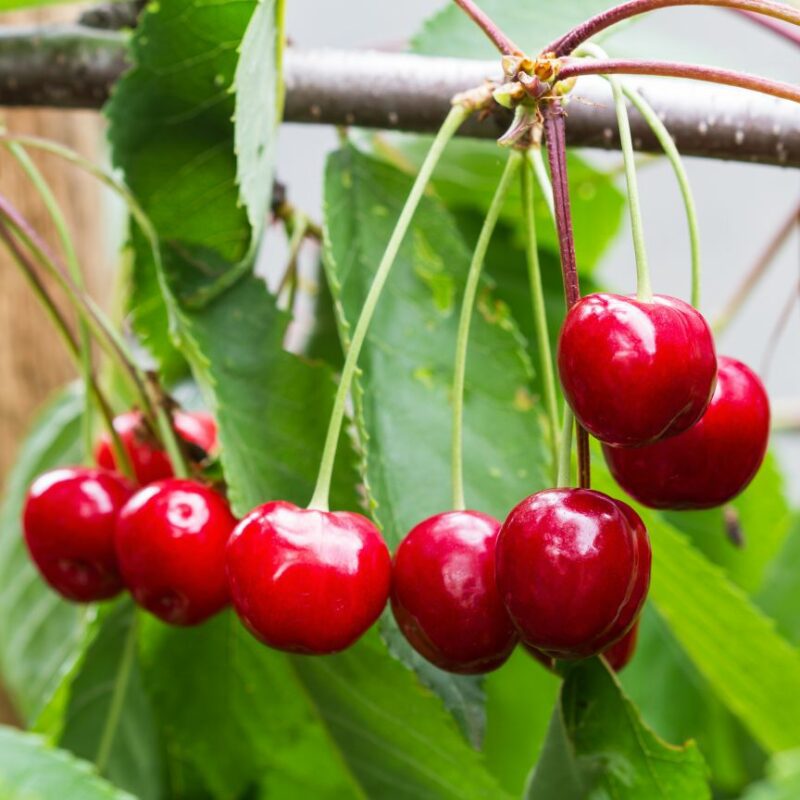 Cherry Tree, Stella, Patio Fruit Tree