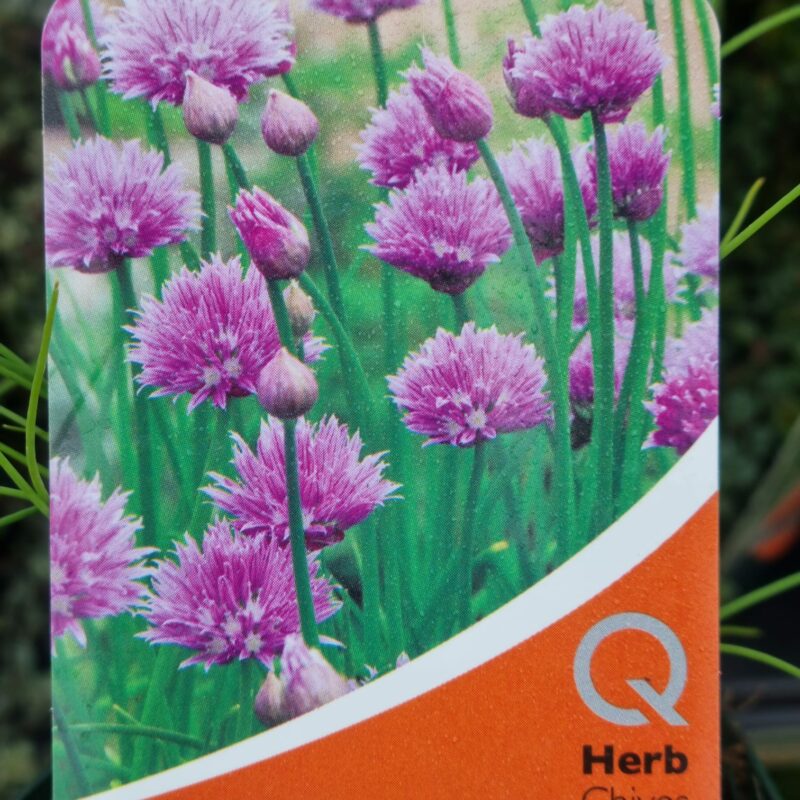 Chives, 9cm