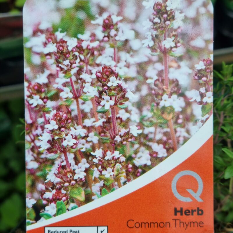 Common Thyme, 9cm