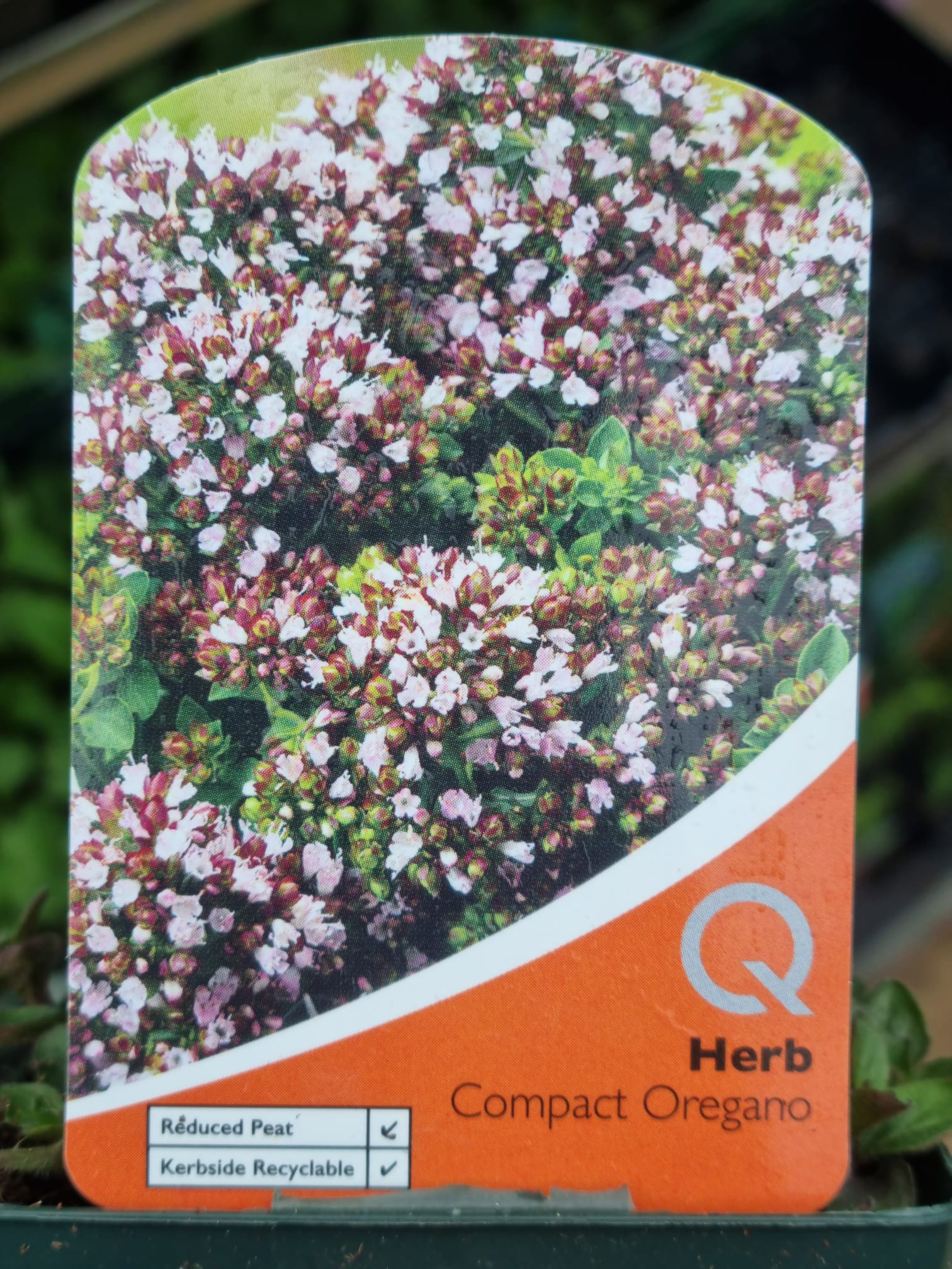 Origano, Compact, 9cm Holland House Garden Centre Preston