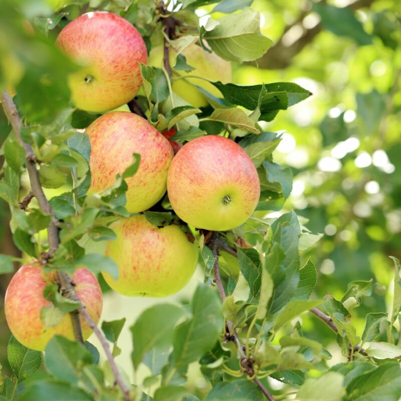 Apple, Coxs Orange Pippin, Patio Fruit Tree