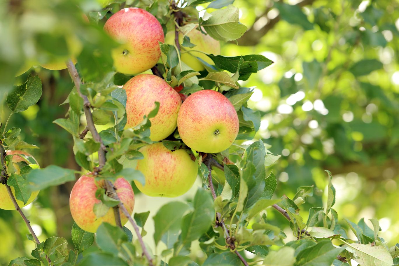 Apple, Coxs Orange Pippin, Patio Fruit Tree   Holland House Garden