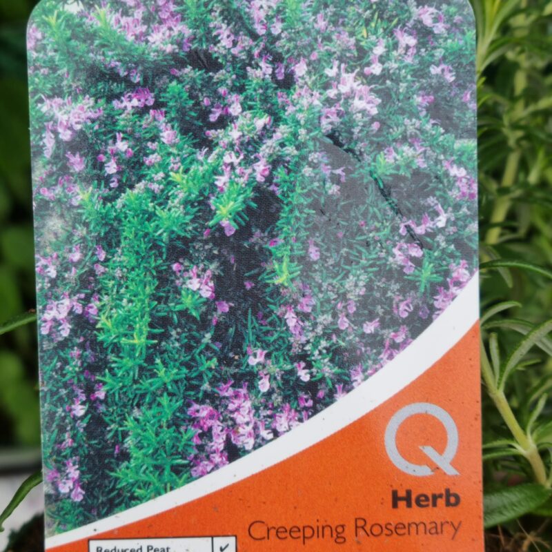 Rosemary, Creeping, 9cm