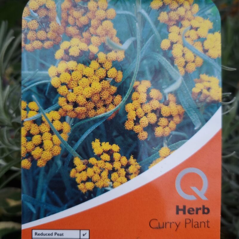 Curry Plant, 1 Ltr