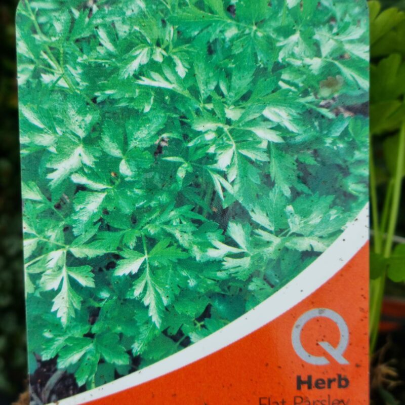 Flat Parsley, 9cm