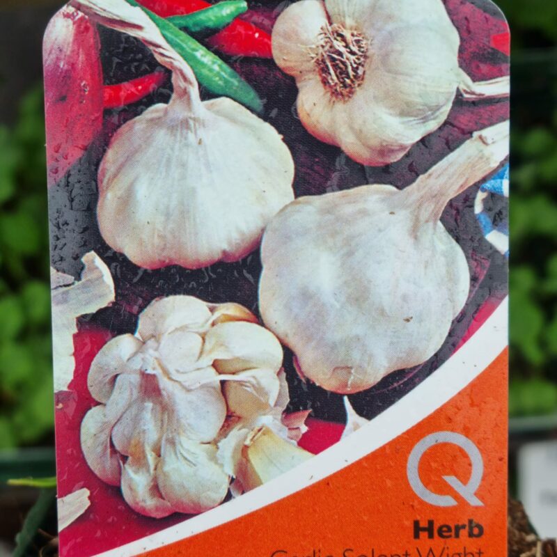 Garlic, Solent White, 9cm
