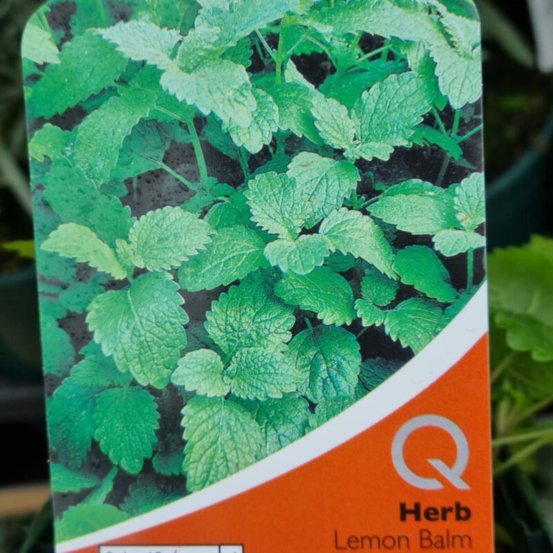 Lemon Balm, 9cm