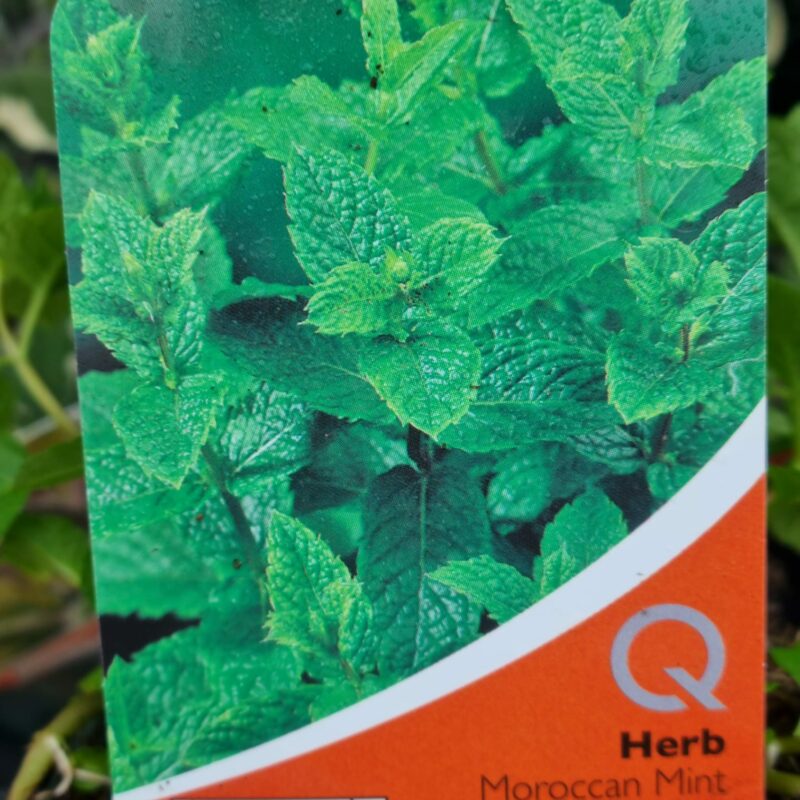 Moroccan Mint 9cm