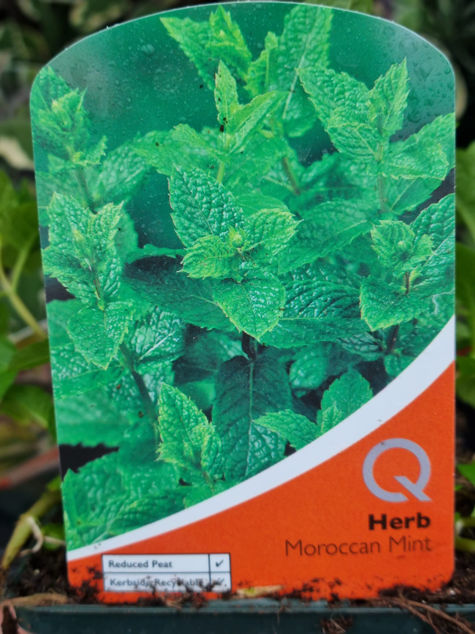 Moroccan Mint 9cm Holland House Garden Centre Preston