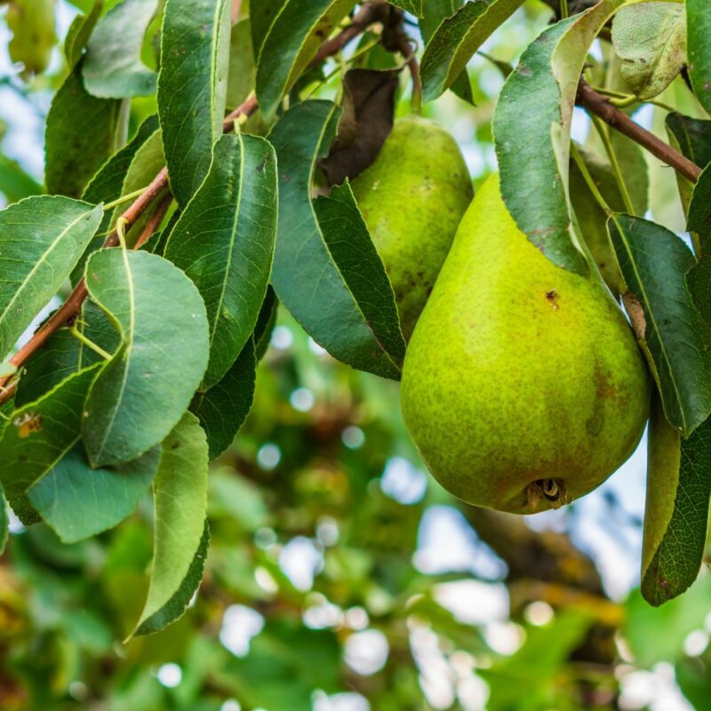 Pear, Doyenne du Comice, Patio Fruit Tree