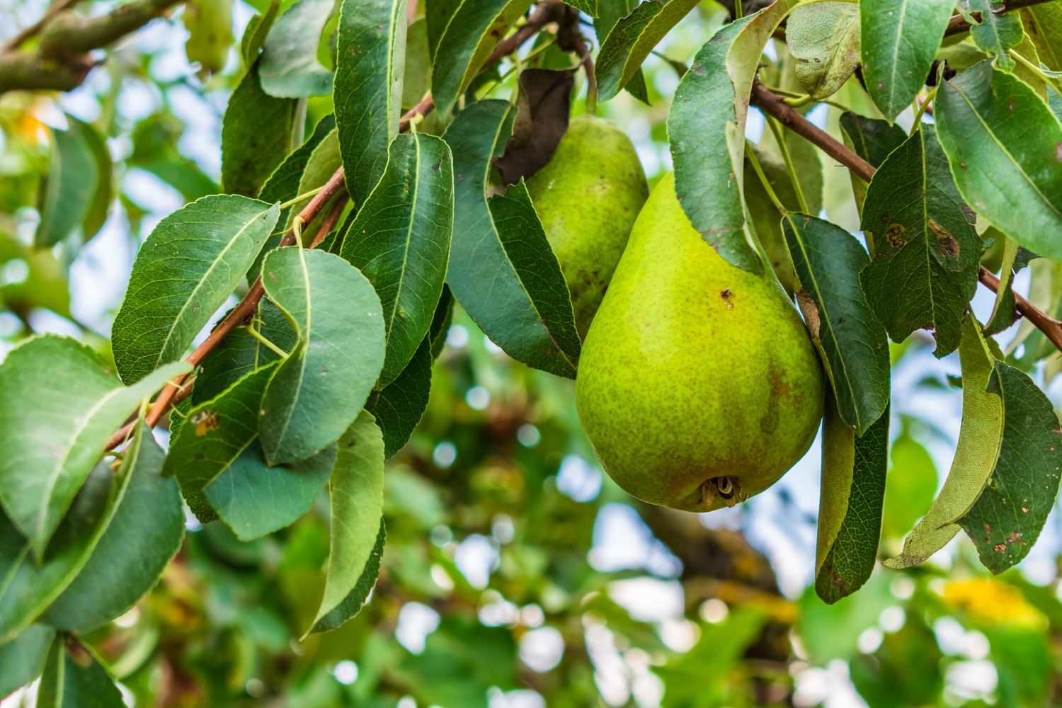 Pear, Doyenne du Comice, Patio Fruit Tree - Holland House Garden Centre ...