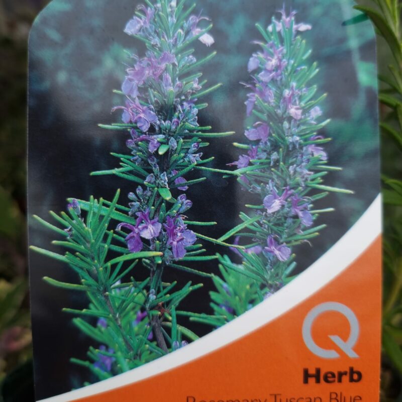 Rosemary, Tuscan Blue 1 Ltr