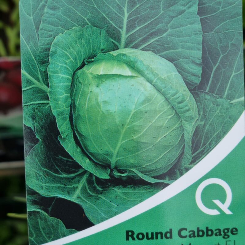 Cabage Round, Mosart Strip Multi Pack