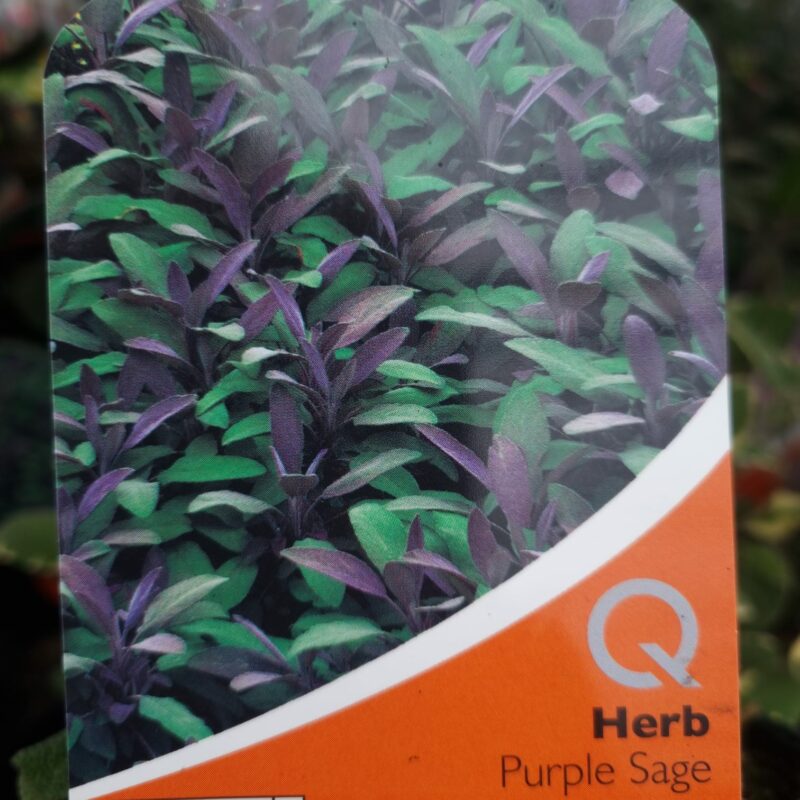 Sage Purple 1Ltr