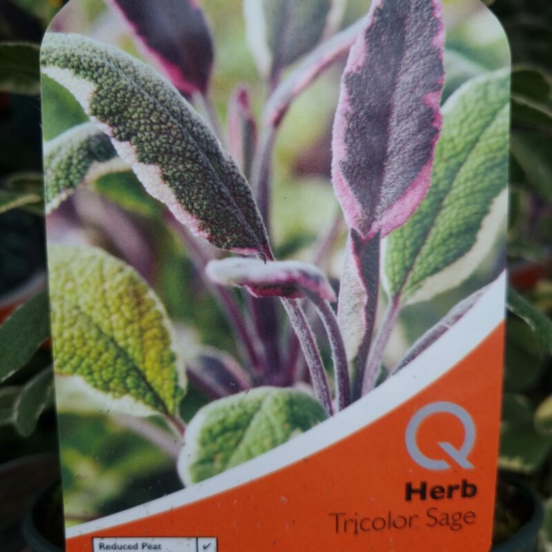 Sage, Tri colour 1 Ltr