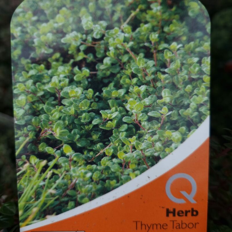 Thyme Tabor 1Ltr