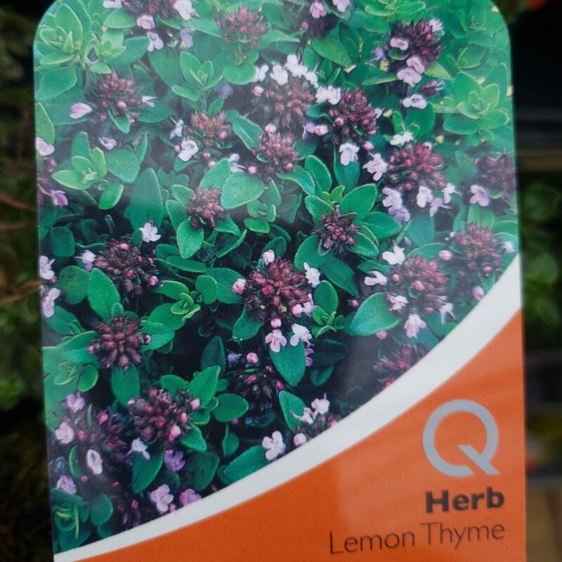 Thyme Lemon 1 Ltr