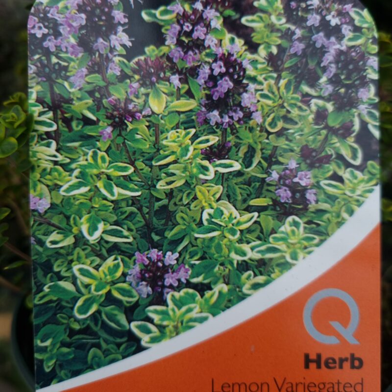 Thyme Lemon Varigated 1 Ltr