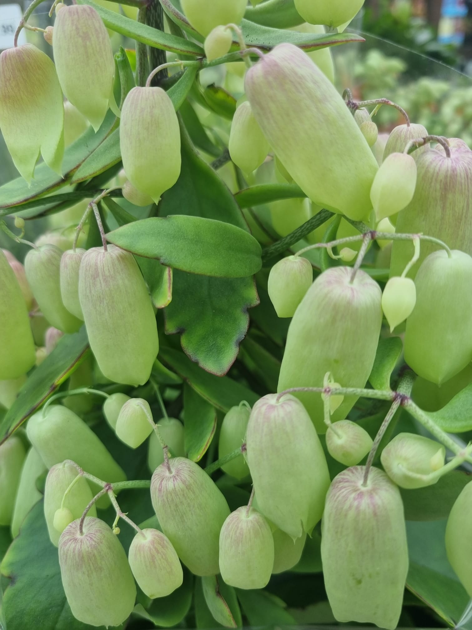 Kalanchoe Magic Bells Holland House Garden Centre Preston
