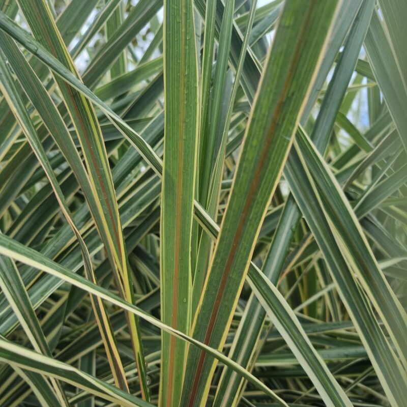 Cordyline Variegated 3Ltr