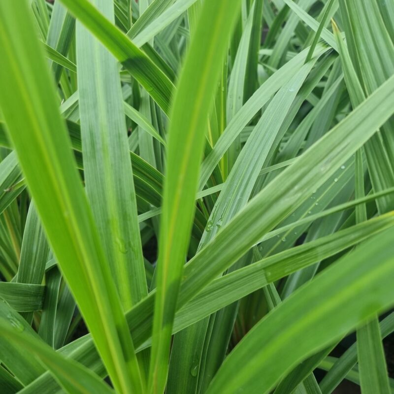 Cordyline Green 3Ltr