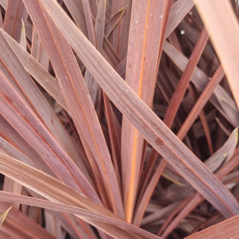 Cordyline Red 1.5Ltr