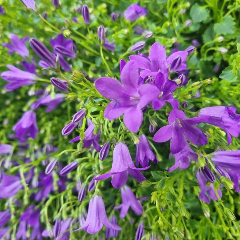 Campanula Blue