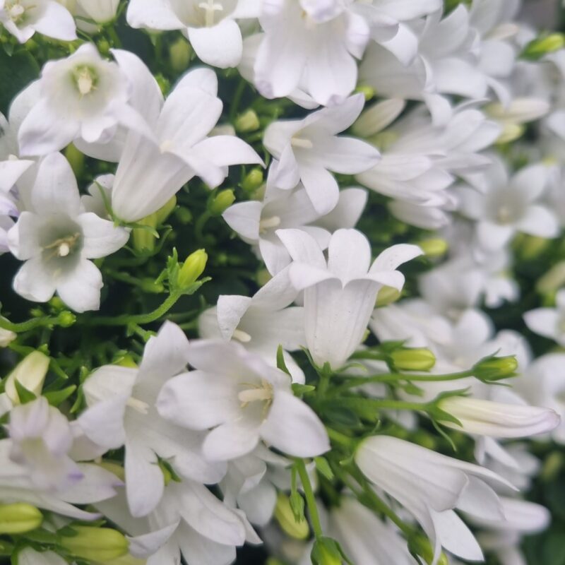 Campanula White