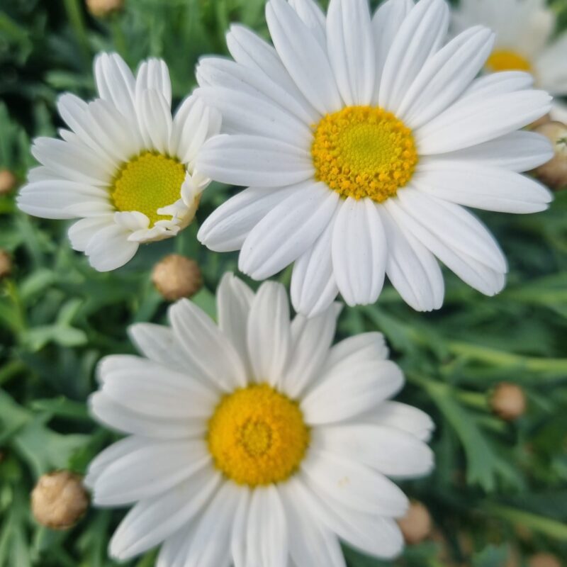 Chrysanthemum White Large Ball