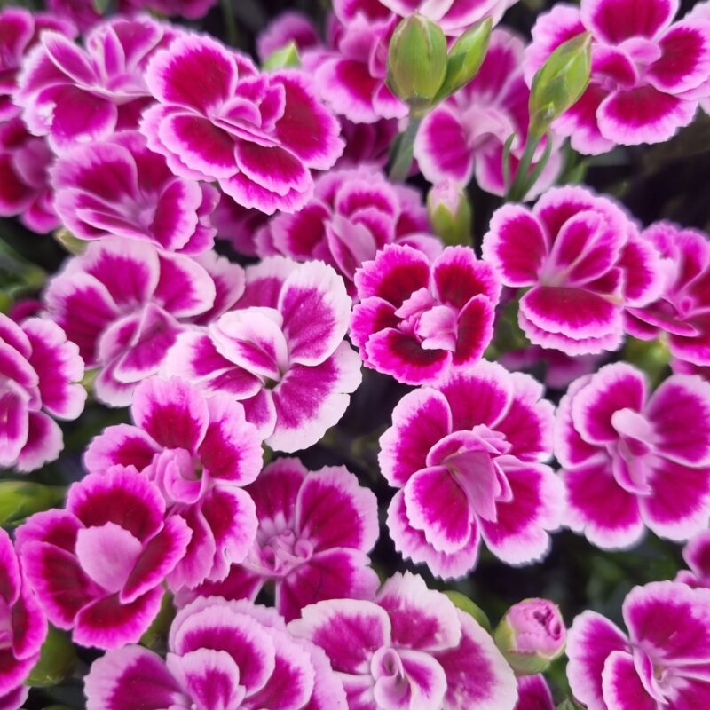 Dianthus Pink Kisses