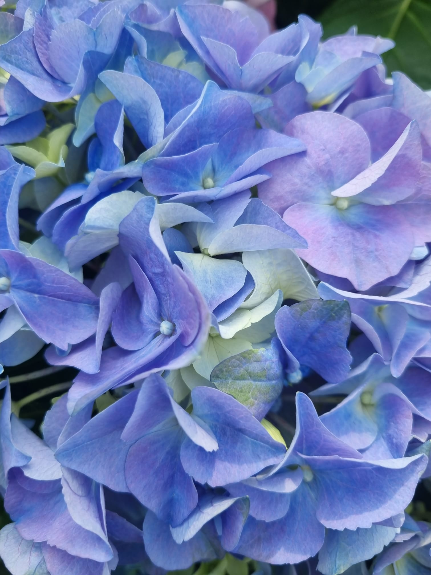 Hydrangea Mophead 2 Ltr Holland House Garden Centre Preston   Hydrangea Mophead 