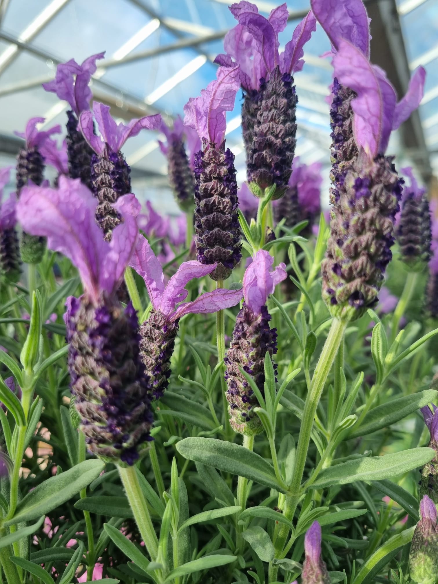 Lavender Lollypop 50cm - Holland House Garden Centre Preston