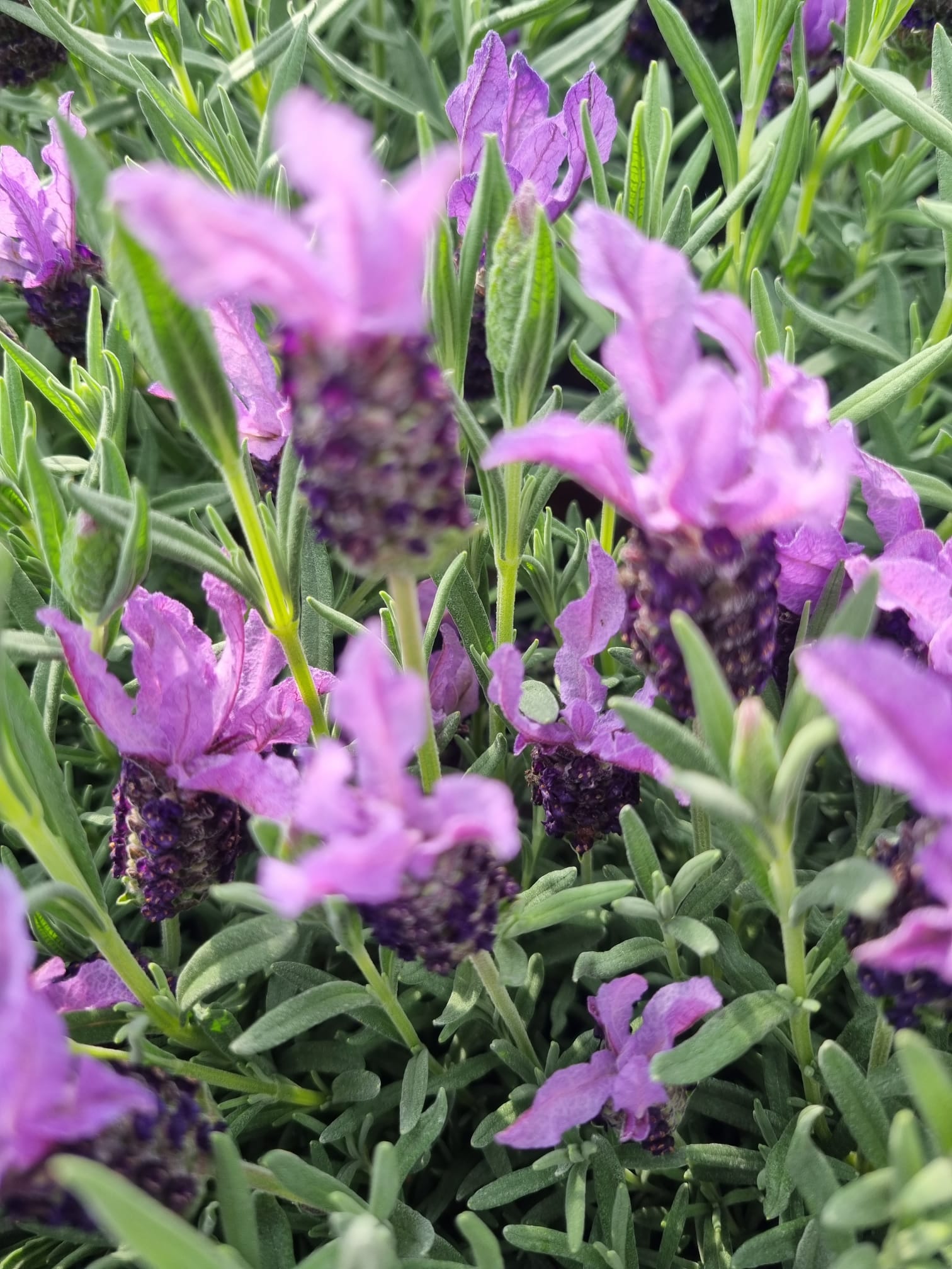 Lavender Stoechas 2 Ltr - Holland House Garden Centre Preston