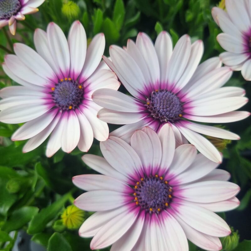 Osteospermum Light Pink