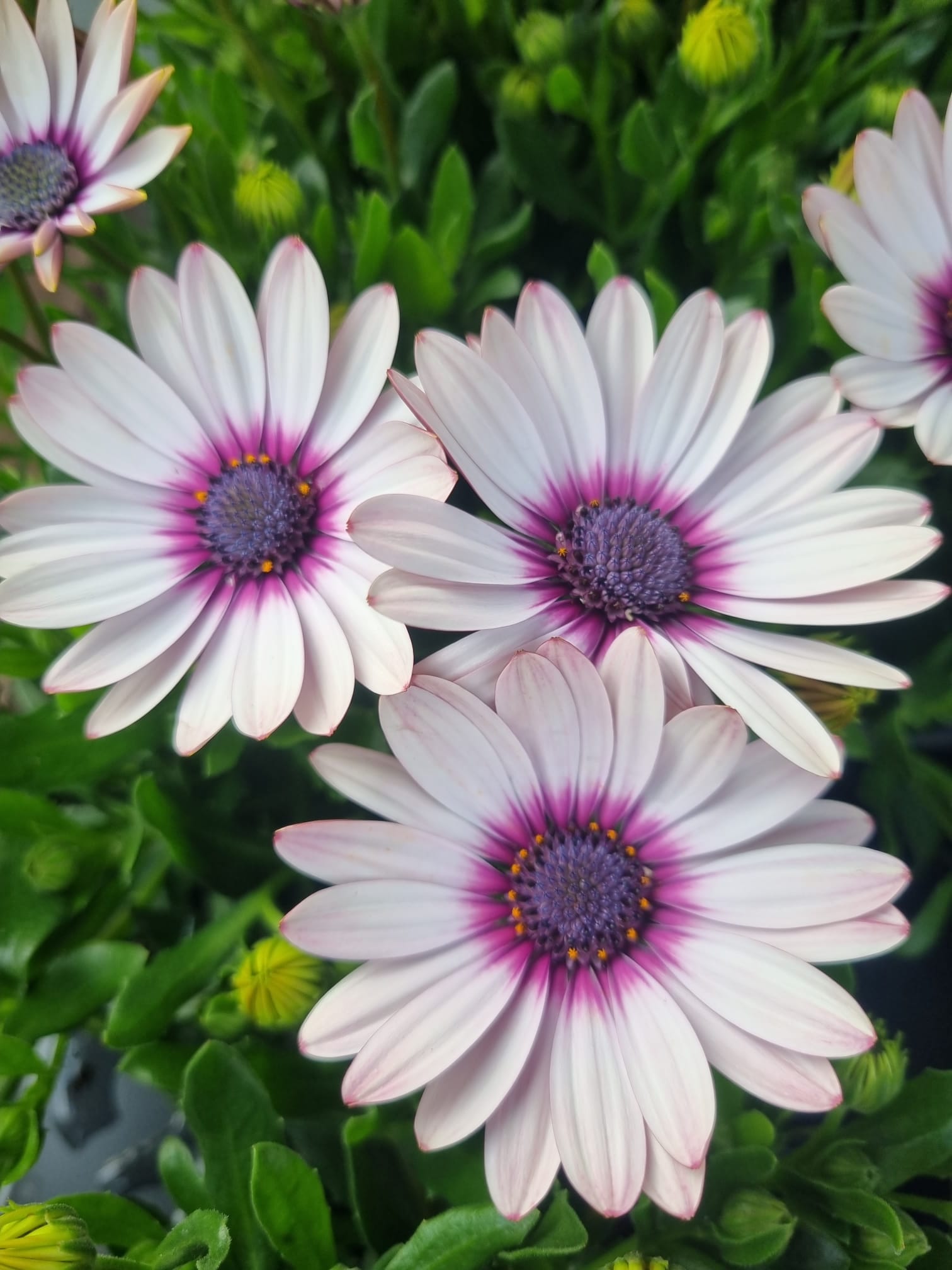 Osteospermum Light Pink - Holland House Garden Centre Preston